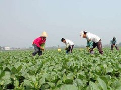食品安全檢測儀：大力推行蔬菜標準化生產(chǎn)