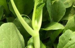有機(jī)蔬菜更有必要進(jìn)行農(nóng)殘檢測(cè)嗎？
